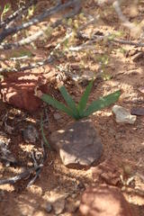 Duthiastrum linifolium