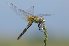 Sympetrum fonscolombii