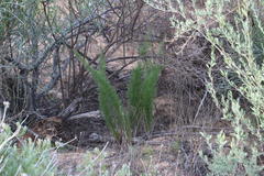 Asparagus juniperoides