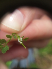 Cardamine oligosperma