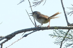 Prinia lepida