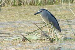 Nycticorax nycticorax