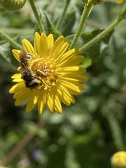 Halictus