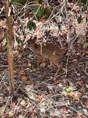 Nesotragus moschatus