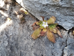 Pinguicula agnata