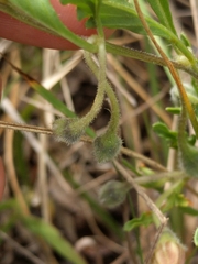 Chamaesaracha edwardsiana