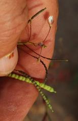 Heliophila variabilis