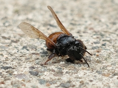 Apis mellifera