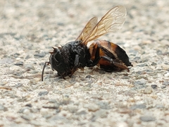 Apis mellifera