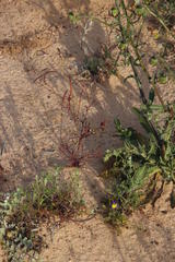 Heliophila variabilis