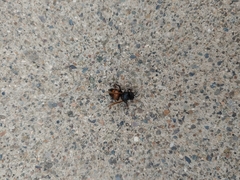 Apis mellifera