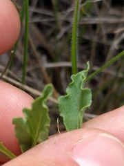 Chamaesaracha edwardsiana