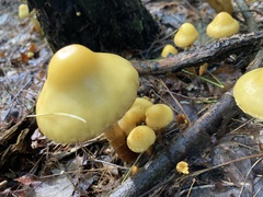 Entoloma luteum
