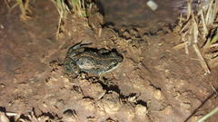 Cacosternum boettgeri