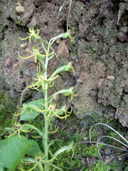 Habenaria novemfida