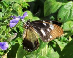 Papilio dardanus cenea