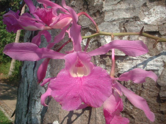 Myrmecophila galeottiana (A.Rich.) Rolfe