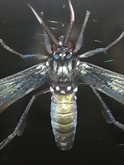 Macrocneme chrysitis