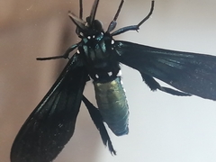 Macrocneme chrysitis