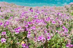 Pelargonium cucullatum cucullatum