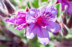 Pelargonium cucullatum cucullatum
