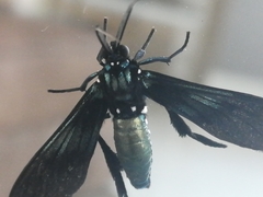 Macrocneme chrysitis