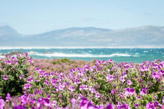 Pelargonium cucullatum cucullatum