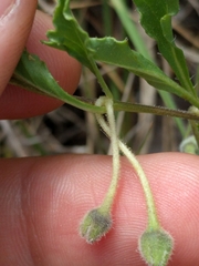 Chamaesaracha edwardsiana