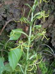 Habenaria novemfida