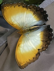 Cymothoe beckeri beckeri