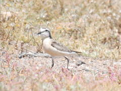 Charadrius marginatus marginatus