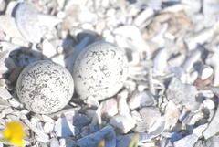 Charadrius marginatus marginatus