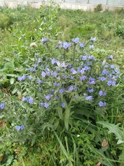 Echium vulgare