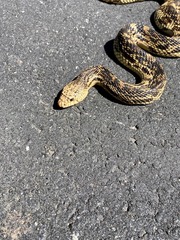 Pituophis melanoleucus