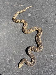 Pituophis melanoleucus