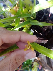 Prosthechea livida