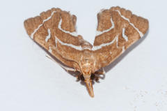 Panotima angularis