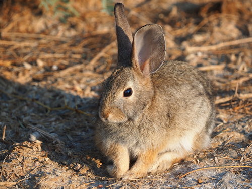 Desert Cottontail photographed in Nevada