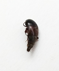 Sepedophilus marshami