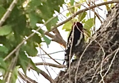 Sphyrapicus nuchalis
