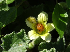 Henosepilachna argus