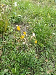 Sonchus arvensis uliginosus