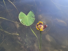 Nuphar × rubrodisca