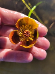 Nuphar × rubrodisca