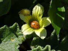 Henosepilachna argus