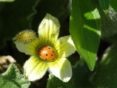 Henosepilachna argus