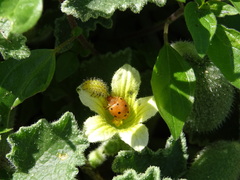 Henosepilachna argus