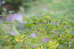 Black Honeysuckle (Lonicera nigra)