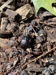 Sphaeroderus
