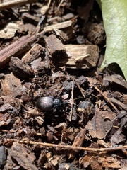 Sphaeroderus